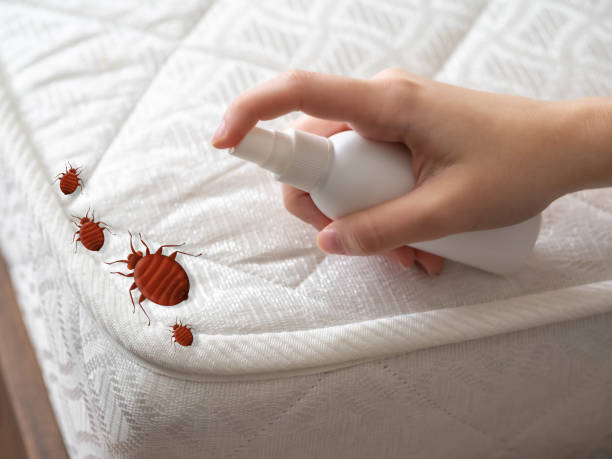 Best Best Pest Control Companies  in Bayou Vista, LA