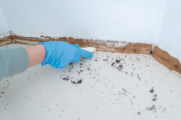Best Affordable Pest Control Services  in Bayou Vista, LA