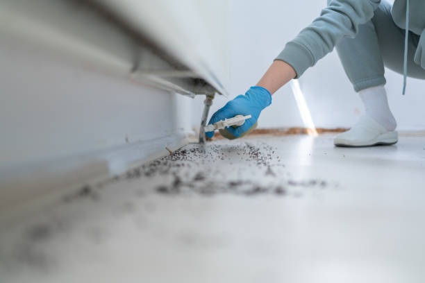 Best Residential Pest Control  in Bayou Vista, LA