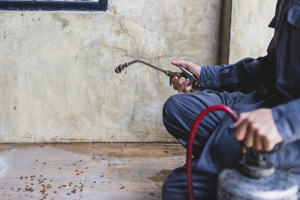 Best Flea Control Services  in Bayou Vista, LA
